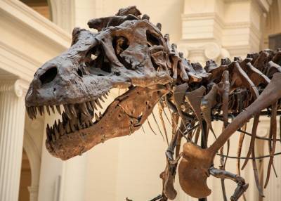 Ученые объяснили гигантские размеры динозавров