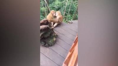 В Китае обезьяны показали поцелуй влюбленных