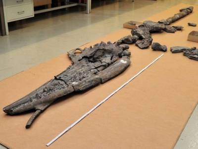 Ученые обнаружили невероятную находку внутри гигантского динозавра