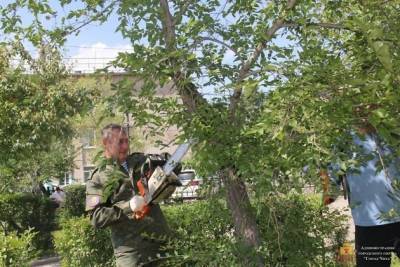 Сапожников помог обрезать деревья на пл. Ленина в Чите