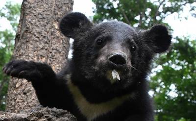 В Приморье медвежонок залез в подъезд жилого дома