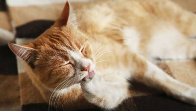 Ветеринары назвали породы кошек, склонные к ожирению