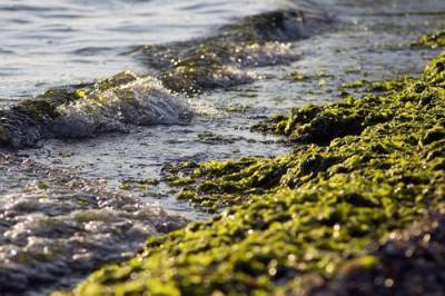 Ученый: море в Анапе превратилось в «зеленую кашу» из-за резкого наплыва туристов