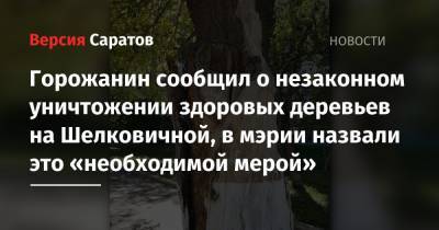 Горожанин сообщил о незаконном уничтожении здоровых деревьев на Шелковичной, в мэрии назвали это «необходимой мерой»