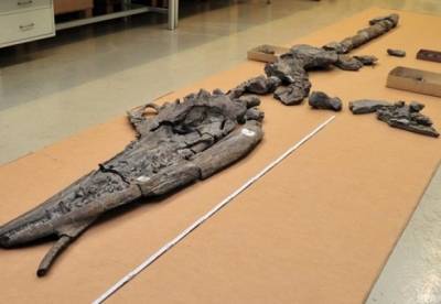 Ученые обнаружили останки одного динозавра внутри другого