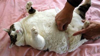 ТОП-6 пород кошек, склонных к ожирению и сердечным заболеваниям — фото
