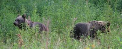 В Тверской области начали проводить экскурсии к медведям