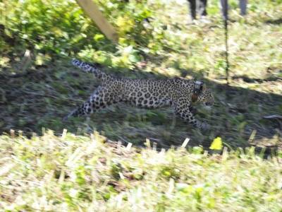 В леса Северного Кавказа выпустили двух леопардов