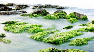 В Анапе из-за наплыва туристов Черное море превратилось в “зеленую кашу”