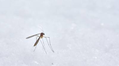Во Флориде выпустят 750 миллионов генно-модифицированных комаров. Это опасно?
