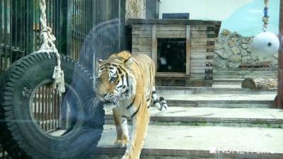 В зоопарке Екатеринбурга пока не планируют переводить животных в зимние вольеры
