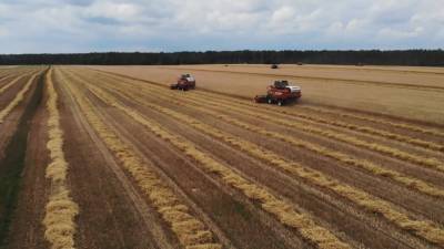 Почти 7,5 млн т зерна намолотили белорусские аграрии