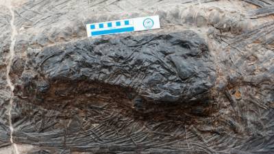 Монстр в монстре: палеонтологи нашли уникальную окаменелость