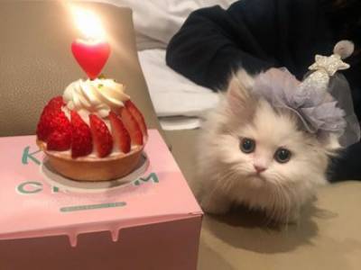 В шапочке с мини-тортиком: "Сладенький" котенок отпраздновал день рождение и умилил Сеть