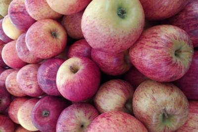 Врач объяснила, сколько нужно съедать яблок в день для поддержания здоровья