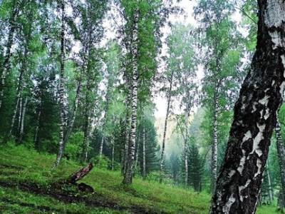 В Башкирии четыре дня искали заблудившегося в лесу мужчину