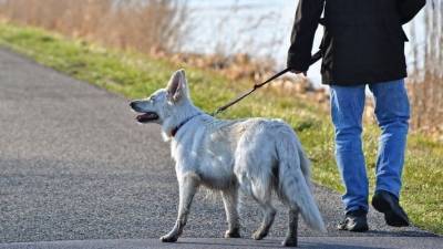 Немцев обяжут выгуливать собак дважды в день, Валуев предлагает трижды