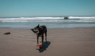 Почему морская вода опасна для вашей собаки?