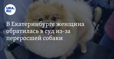 В Екатеринбурге женщина обратилась в суд из-за переросшей собаки