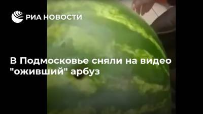 В Подмосковье сняли на видео "оживший" арбуз