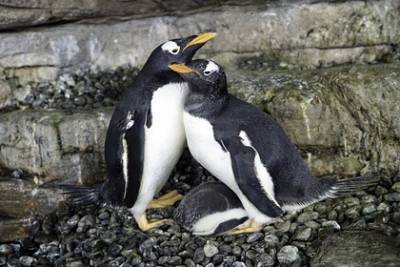 Пара пингвинов-самок из океанариума стала родителями