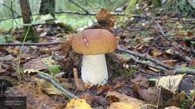 МЧС напомнило грибникам про опасные лесные места