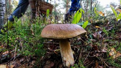 Названы самые опасные места в лесу для грибников