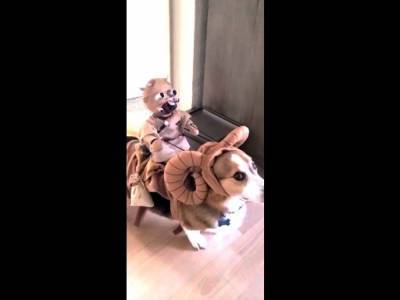 Собаку «оседлал» гуманоид: забавное видео опубликовали в Сети