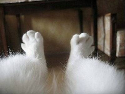 «Милота!»: в Сети потешаются над пушистыми лапками кота