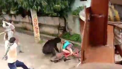 Жители пять часов ловили медведя на городских улицах, пострадали два человека. Видео