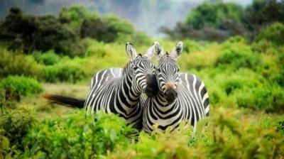 Важное открытие: раскрыта загадка черно-белых полос на зебре