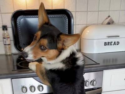 Смешное фото из Сети: смекалистые собаки создали «живую лестницу» для кражи еды с кухонного стола