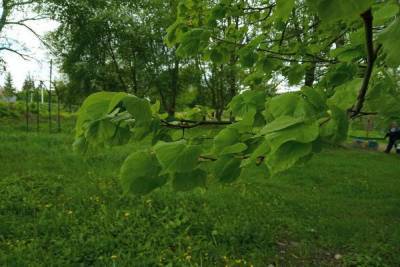 В Арсеньевском и Куркинском районах Тульской области могут появиться зеленые пояса