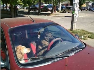 В Запорожье собаки «рулили» Daewoo: опубликовано забавное фото