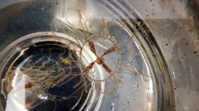 Ядовитые медузы атакуют пляжи в Приморье