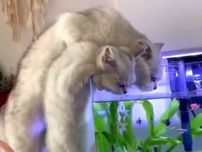 Смешной ролик: котенок под науськивание мамы пил воду из аквариума и тревожил рыбок