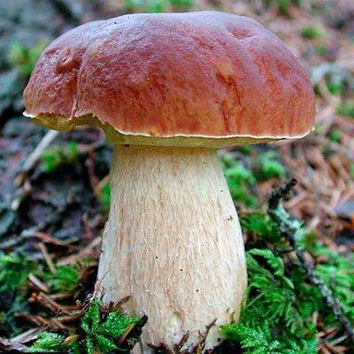 Самые опасные для грибников места в лесу назвали в МЧС