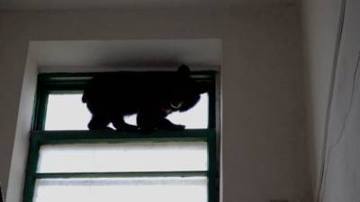 Медвежонок-воришка застрял в форточке дома в Приморье.