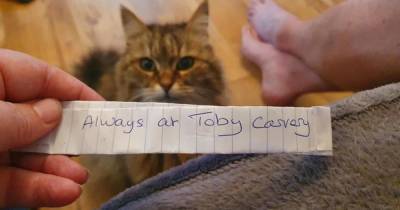 Хозяйка узнала тайны своей кошки, внезапно увидев записку на ошейнике
