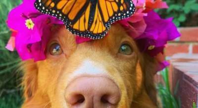 Самый романтичный пёс, который дружит с бабочками