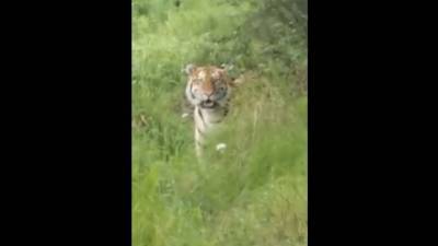 Ограбление по-приморски: тигр украл ведро у рыбаков. Видео