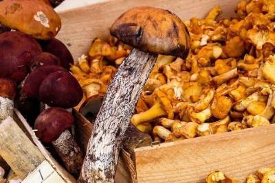 Как правильно сушить грибы дома, узнали волгоградцы