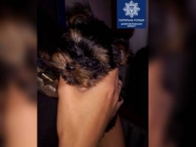 В Днепре пьяный виновник ДТП сбежал от полиции, забыв о своей собаке: патрульные приютили песика