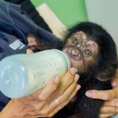 Не та мать, что родила… брошенного шимпанзе усыновила другая
