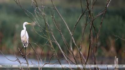 ФОТОФАКТ: Гнездовье большой белой цапли на территории Биологического заказника "Гродненская Свислочь"