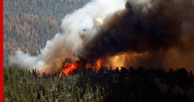 За сутки в России потушили более 5,5 тыс. га лесных пожаров