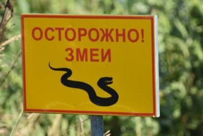 Будьте осторожны! На набережной Ярославля появились змеи