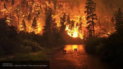 Спасатели эвакуировали из зоны лесных пожаров в Калифорнии 120 тыс. жителей
