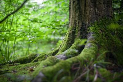 В лесу найдено тело пропавшего грибника из Башкирии