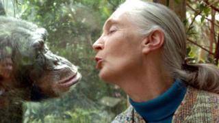 Джейн Гудолл: шимпанзе любят и воюют, как люди